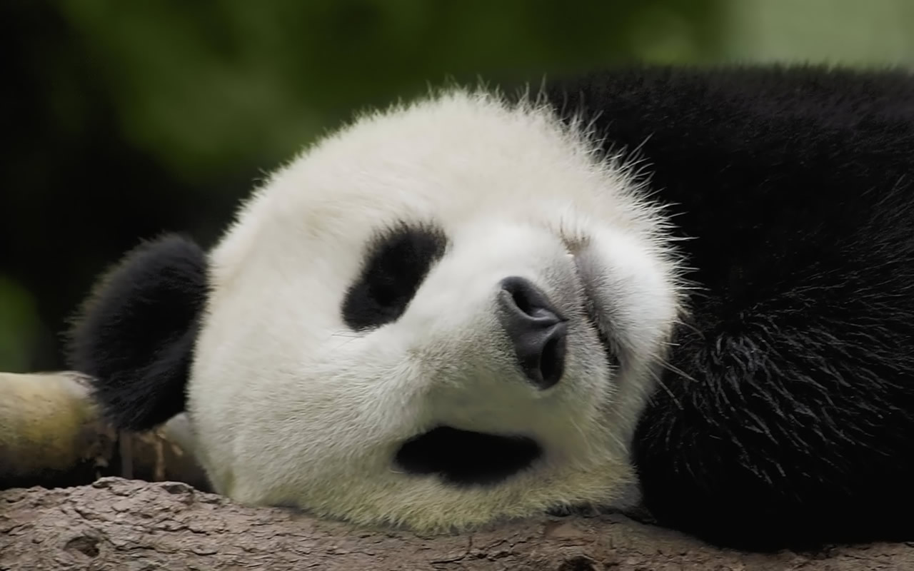 panda panda
